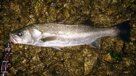 ゴールデンウイーク　シーバス調査